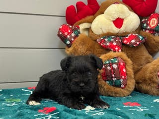 Miniature Schnauzer dogs Sadie Male 2 - Ad 12