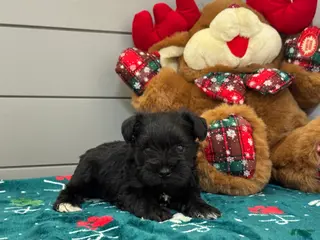 Miniature Schnauzer dogs Sadie Male 2 - Ad 3