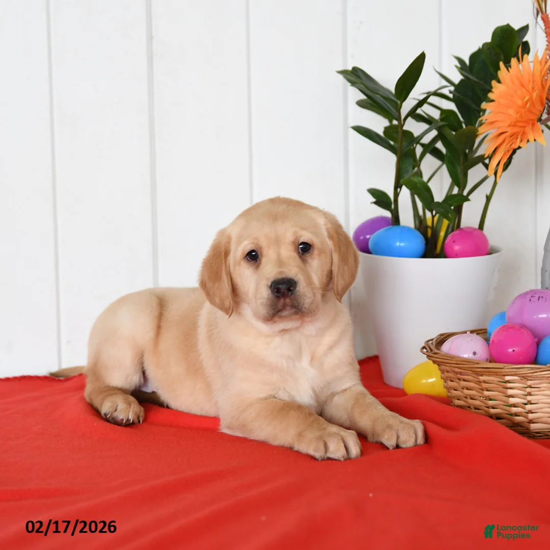 Goldador dogs for sale: Klifford - Ad 1