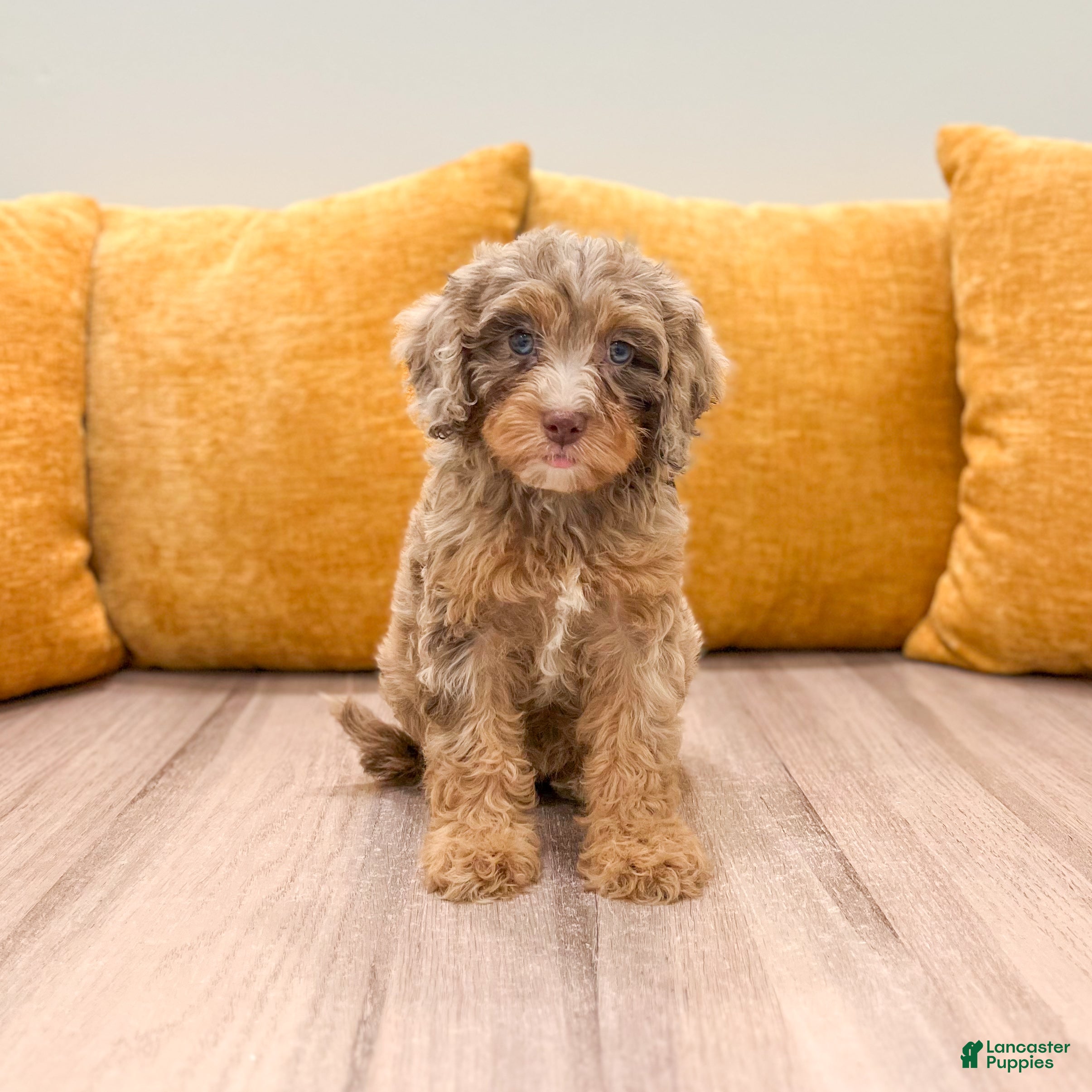 Cavapoo dogs Bitzy - Ad 2