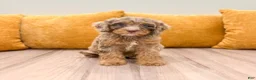 Cavapoo dogs for sale: Bitzy - Ad 2