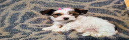 Yorkiepoo dogs for sale: Pudgy - Ad 10