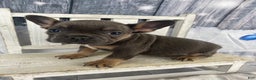 French Bulldog dogs for sale: Bruno - Ad 7