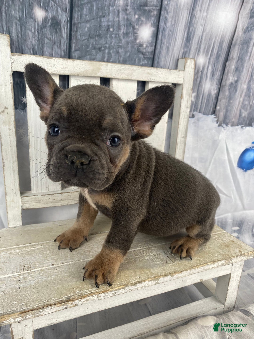 French Bulldog dogs for sale: Bruno - Ad 7