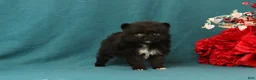 Pomeranian dogs for sale: Trinity - Ad 4