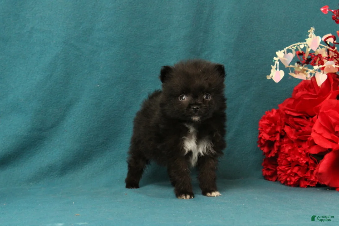 Pomeranian dogs for sale: Trinity - Ad 4
