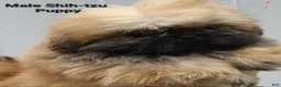 Shih Tzu dogs for sale: Tiny Sable Boy - Ad 1