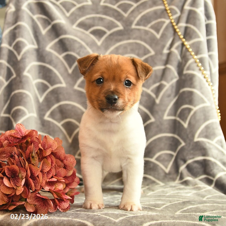 Jack Russell Terrier dogs Kailey  - Ad 1