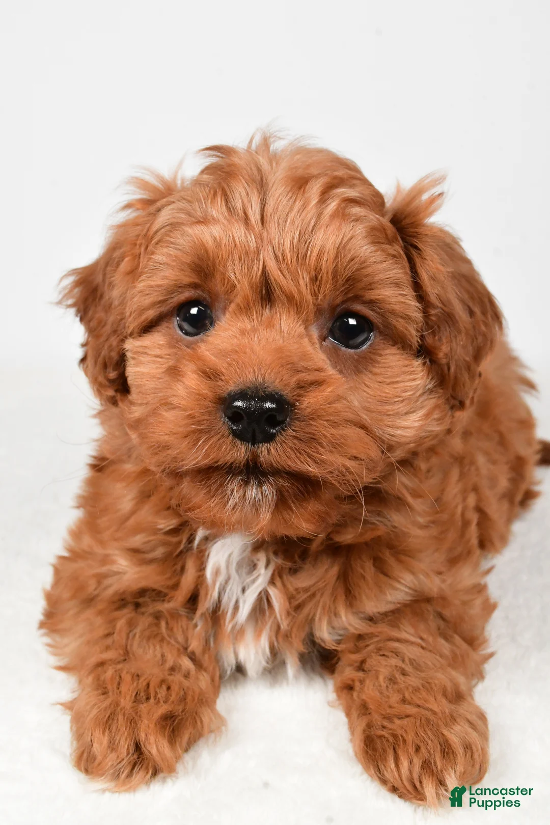 Cavapoo dogs for sale: Harley - Ad 5