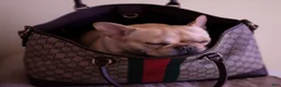 French Bulldog dogs for sale: Micro Machine (akc) - Ad 2