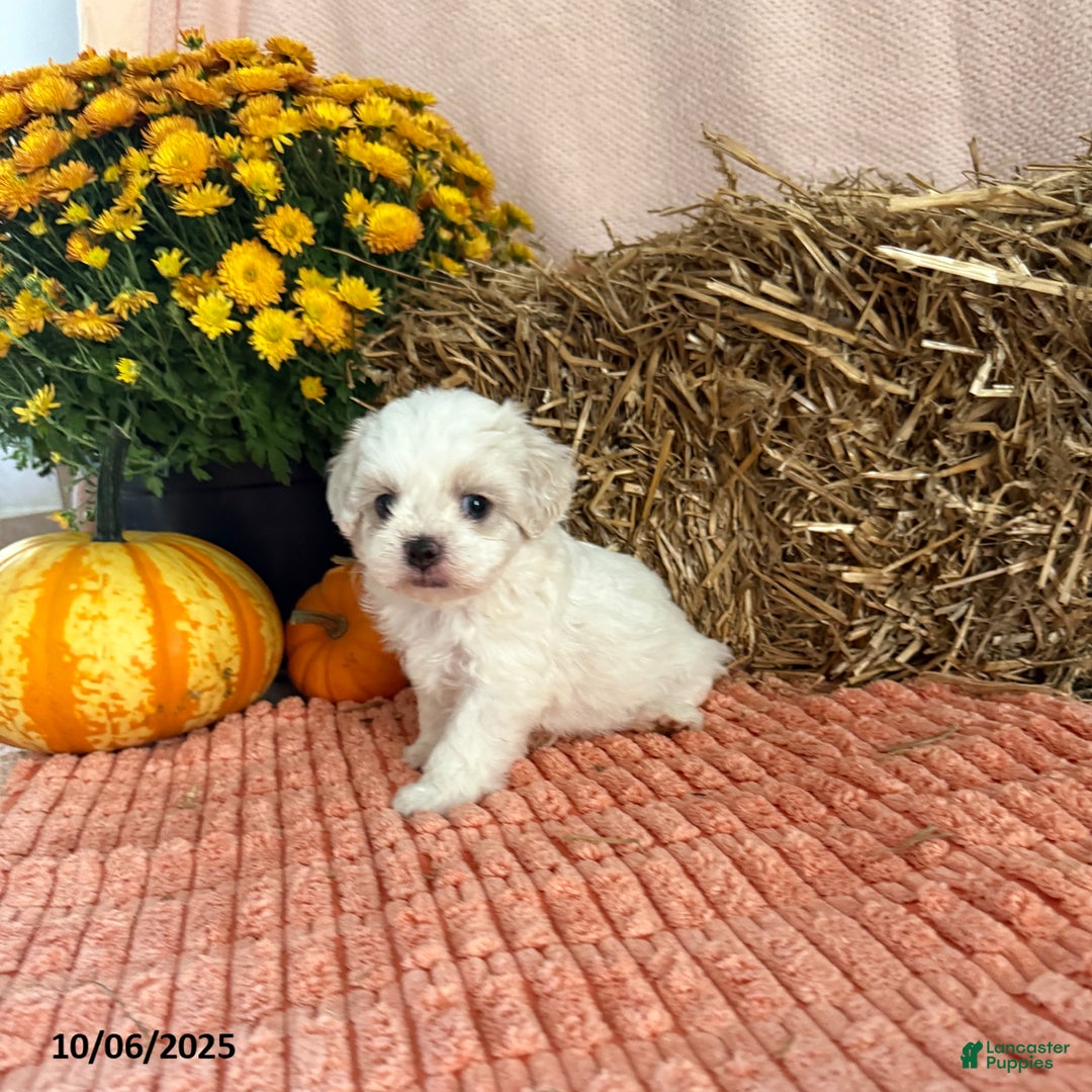 Teddy Bear dogs for sale: Oakley - Ad 4