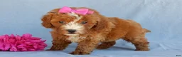 Mini Goldendoodle dogs for sale: Jane - Ad 3