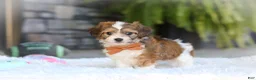 Cavachon dogs for sale: Braxton - Ad 7