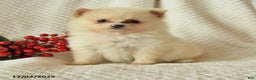 Pomeranian dogs for sale: Patty - Ad 4