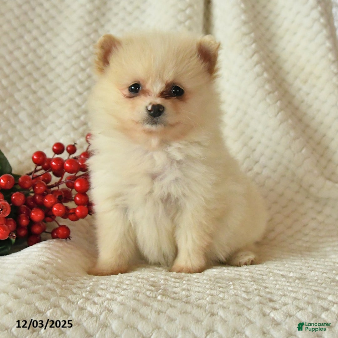 Pomeranian dogs for sale: Patty - Ad 4