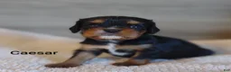 King Charles Spaniel dogs for sale: King Charles Spaniel 1 Caesar - Ad 24