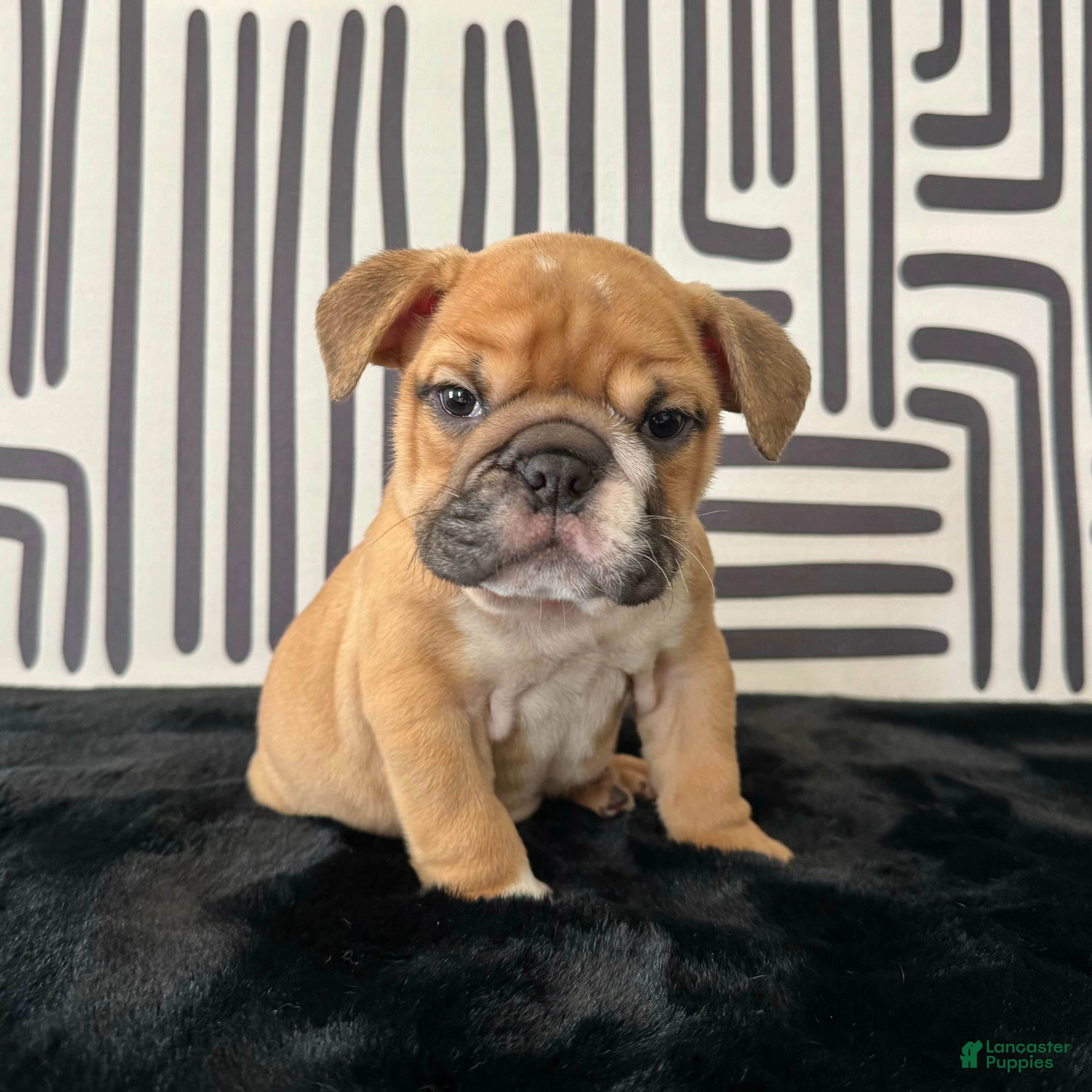 English Bulldog dogs Nugget - Ad 1