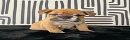 English Bulldog dogs for sale: Nugget - Ad 1