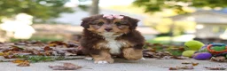 Mini Aussiedoodle dogs for sale: Daisy - Ad 3