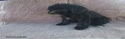 Toy Poodle dogs for sale: Pansy - Ad 5