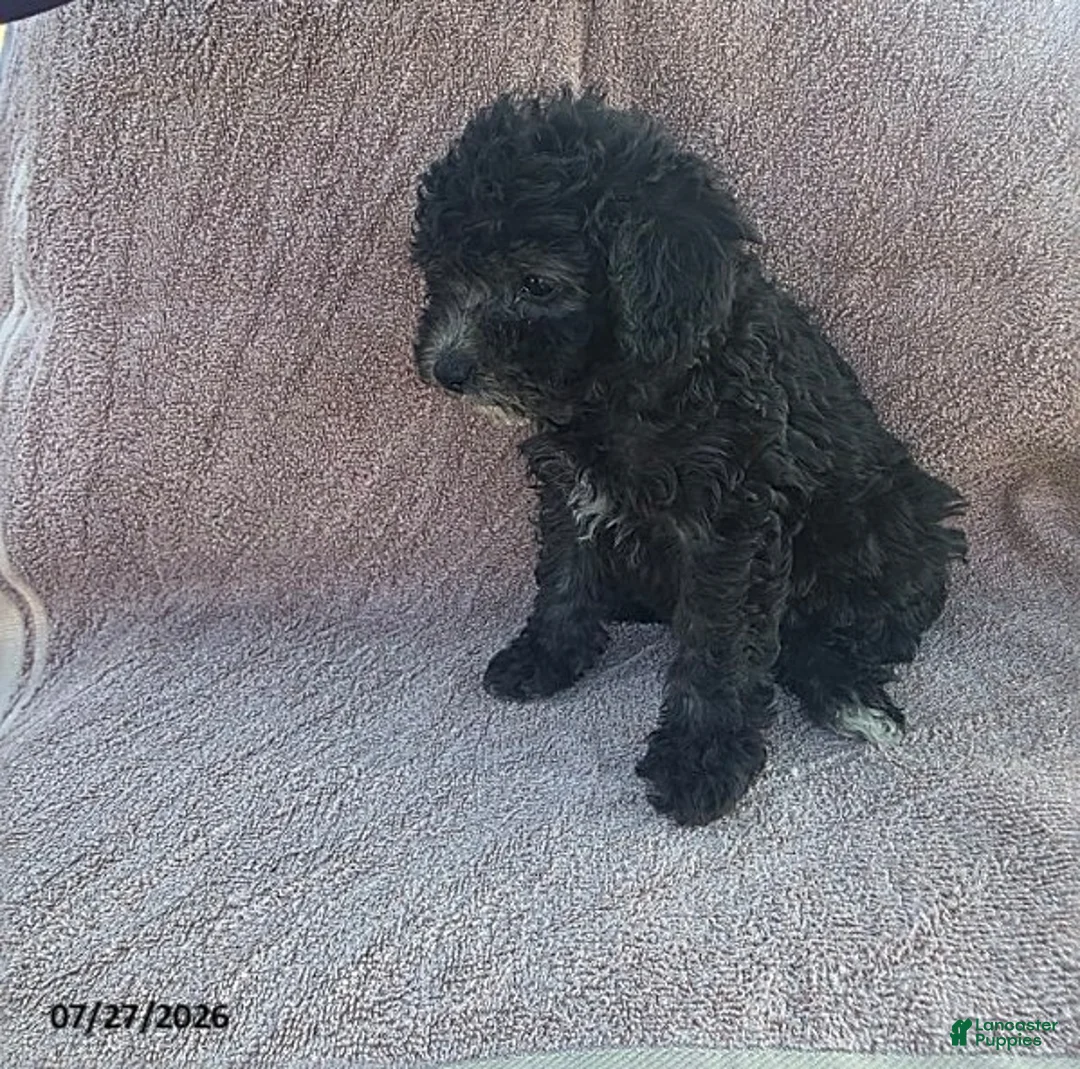 Toy Poodle dogs for sale: Pansy - Ad 5