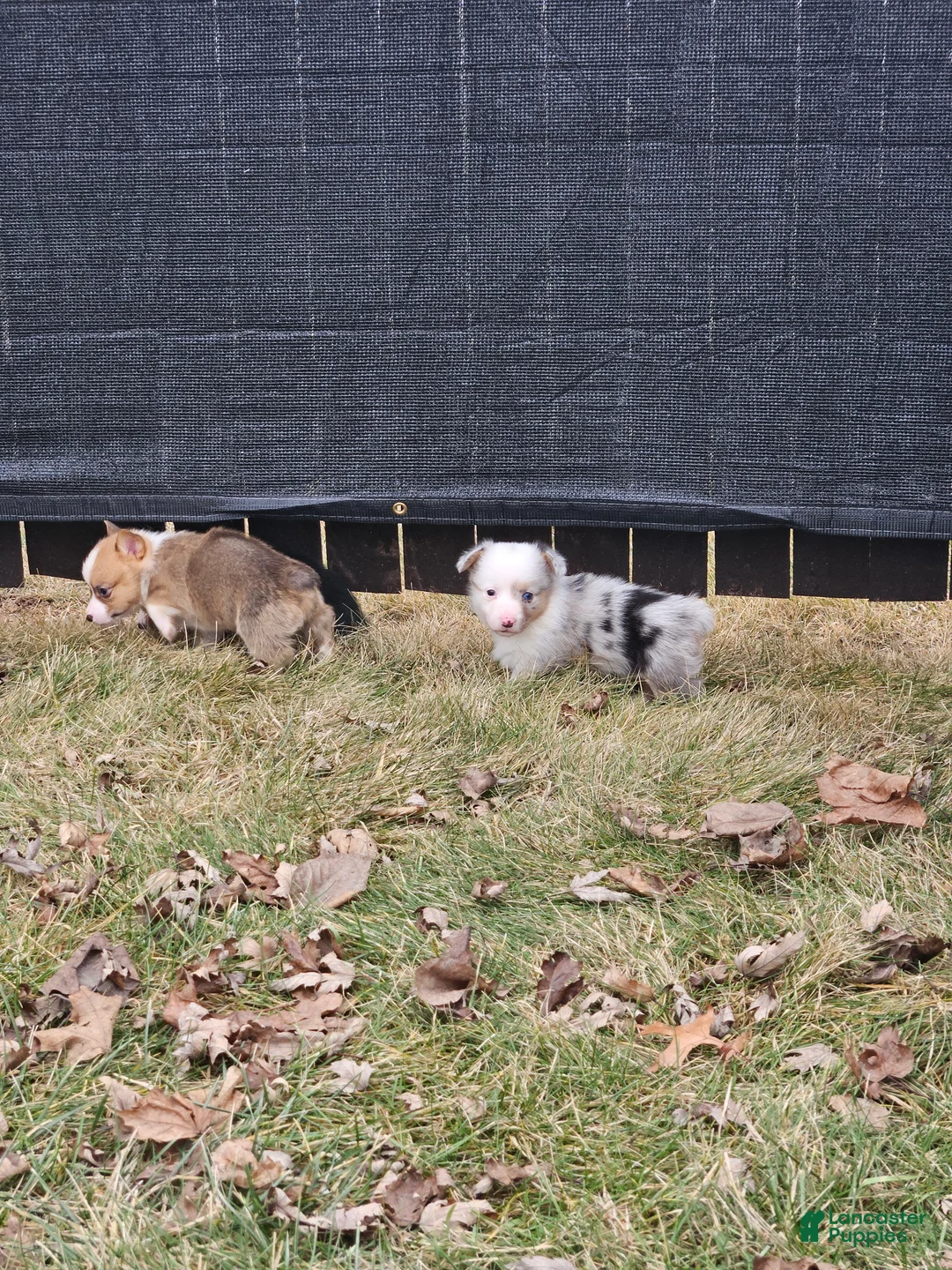 Mixed Breed dogs for sale: Reed - Ad 9