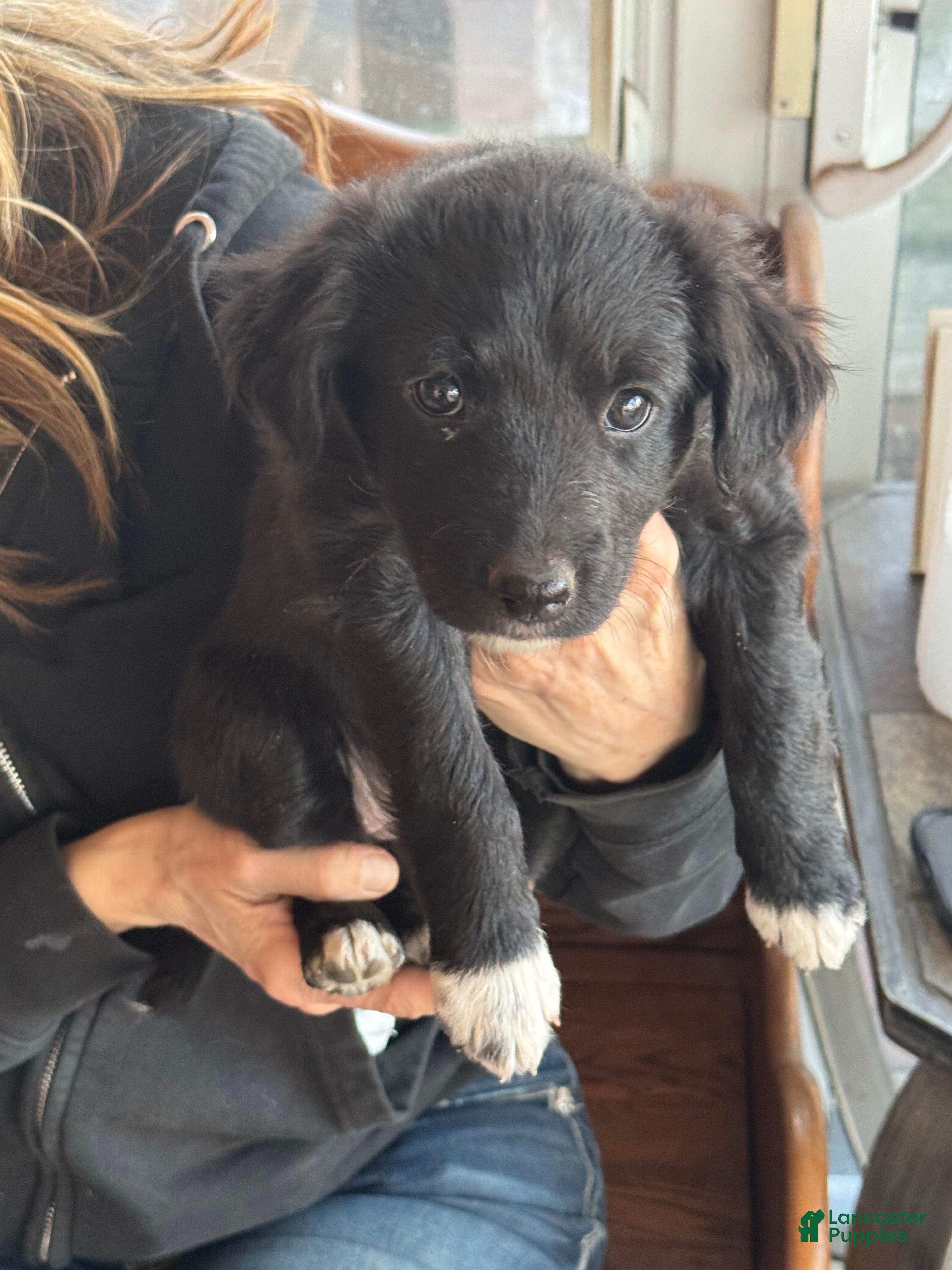 Mixed Breed dogs Lilly - Ad 2