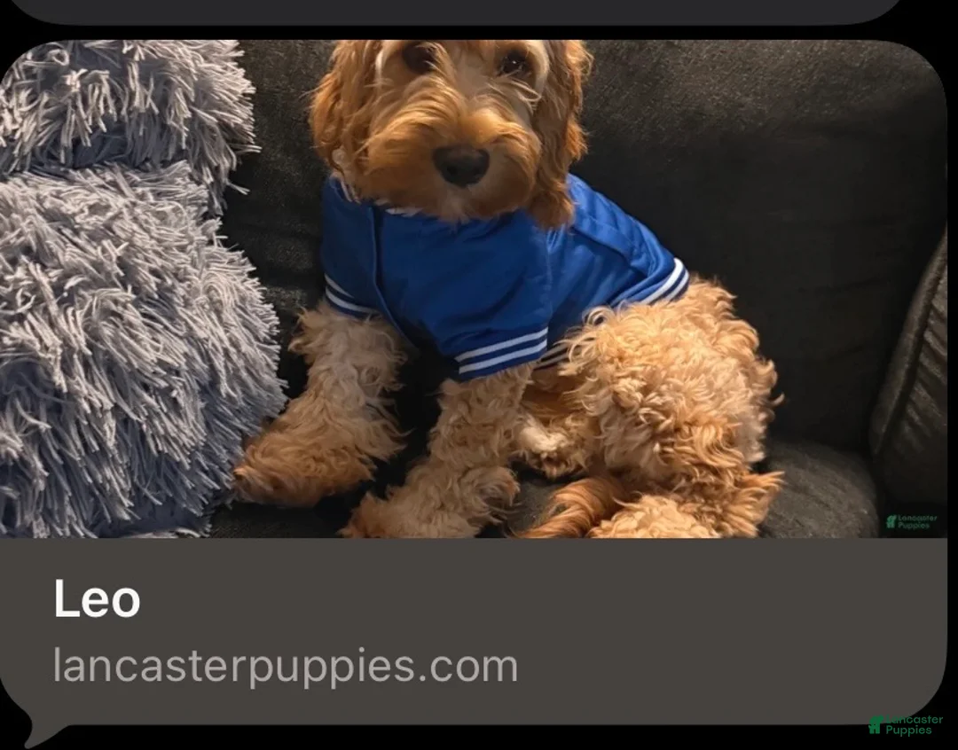 Cavapoo dogs for sale: Cavapoo Puppy 1 - Ad 2