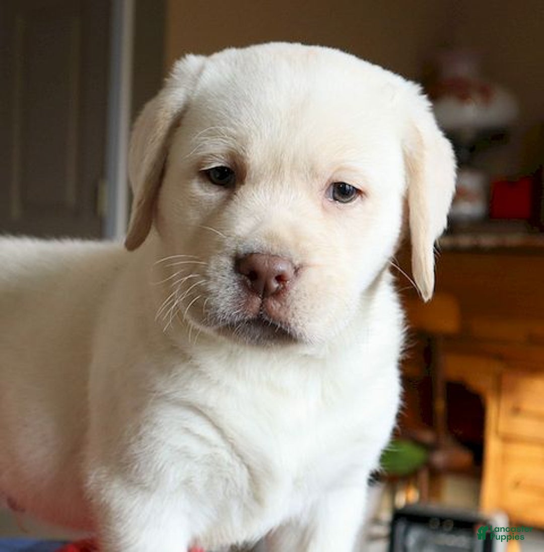 Labrador Retriever dogs for sale: Major - Champ lines - Ad 3