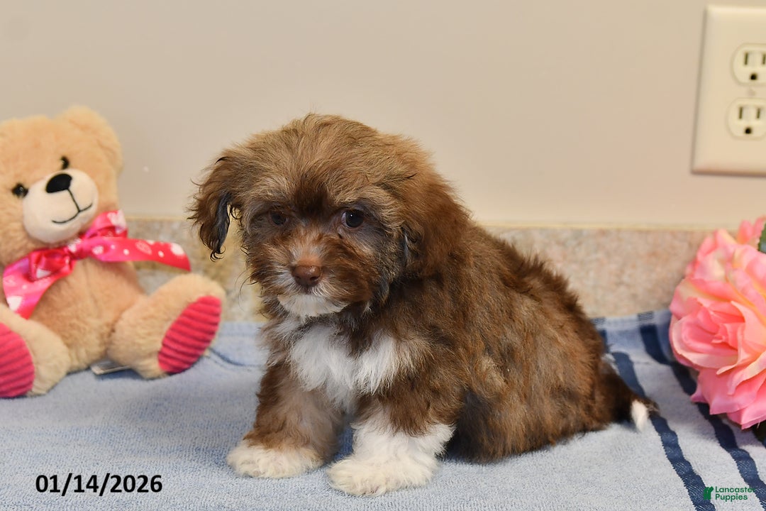 Havanese dogs for sale: Darla - Ad 2
