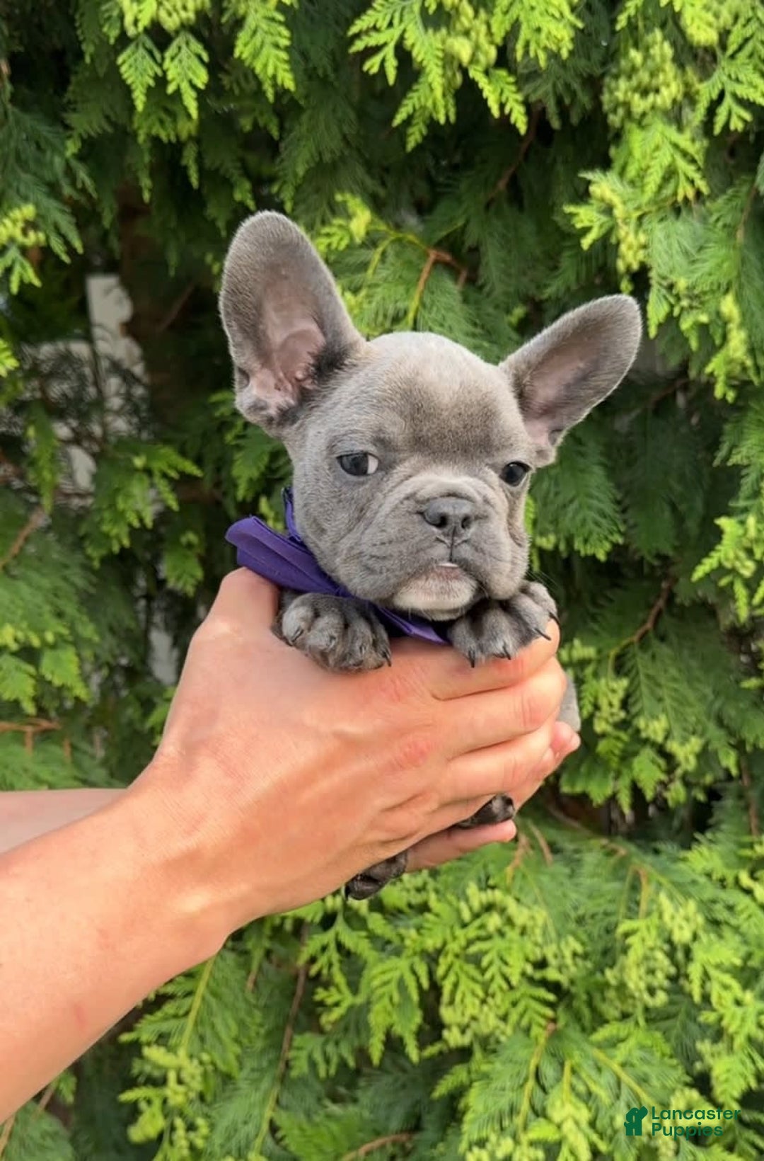 French Bulldog dogs for sale: Urus - Ad 1
