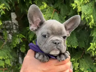 French Bulldog dogs Urus - Ad 13