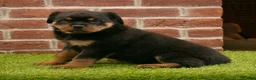 Rottweiler dogs for sale: Hailey - Ad 4