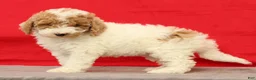 Miniature Poodle dogs for sale: Molly - Ad 8