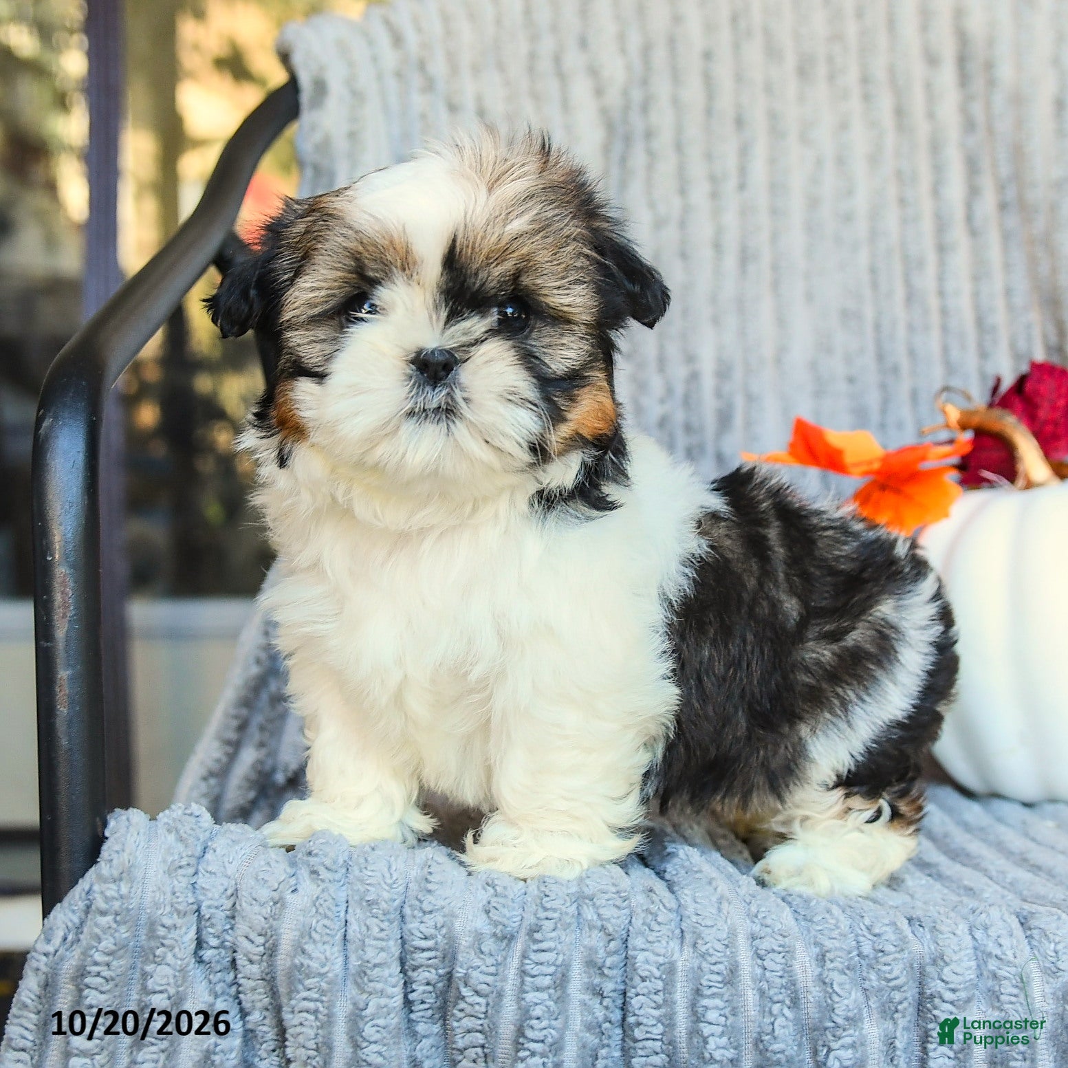 Shih Tzu dogs Cookie - Ad 2