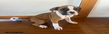 Roger