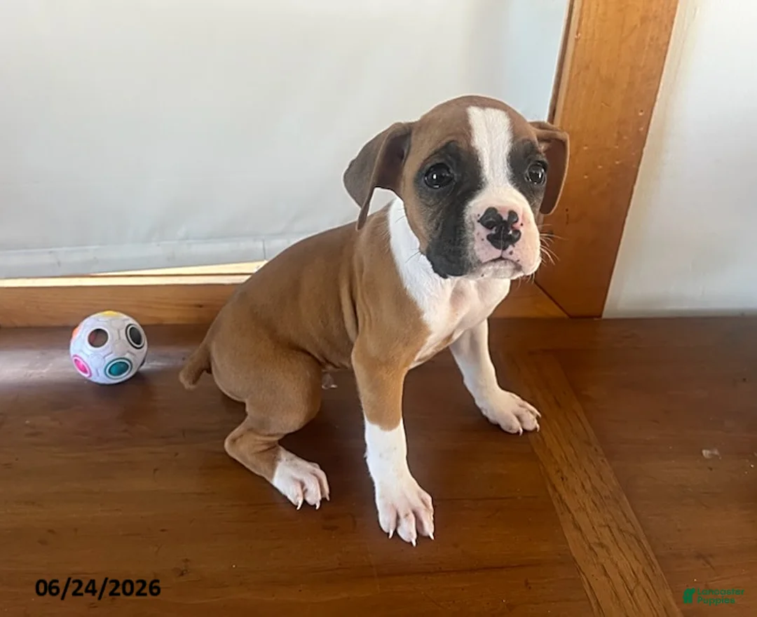 Boxer dogs for sale: Roger - Ad 1