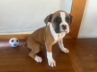Boxer dogs for sale: Roger - Ad 1