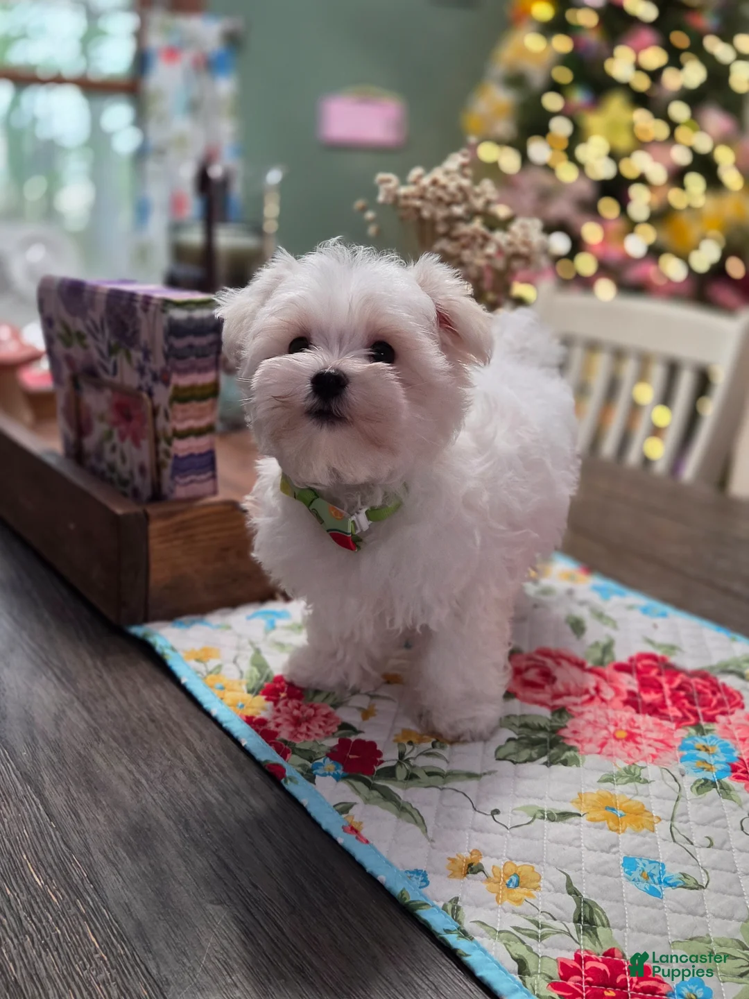 Maltese dogs for sale: Cooper  - Ad 5