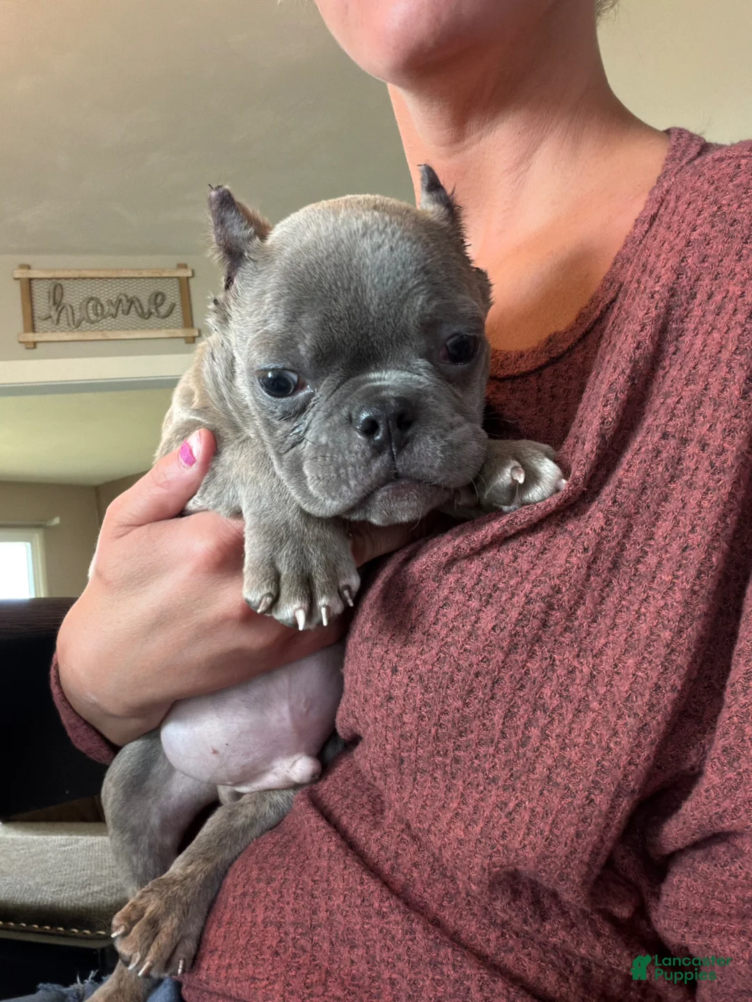 American Bully dogs for sale: American Bully Puppy 1 - Ad 1