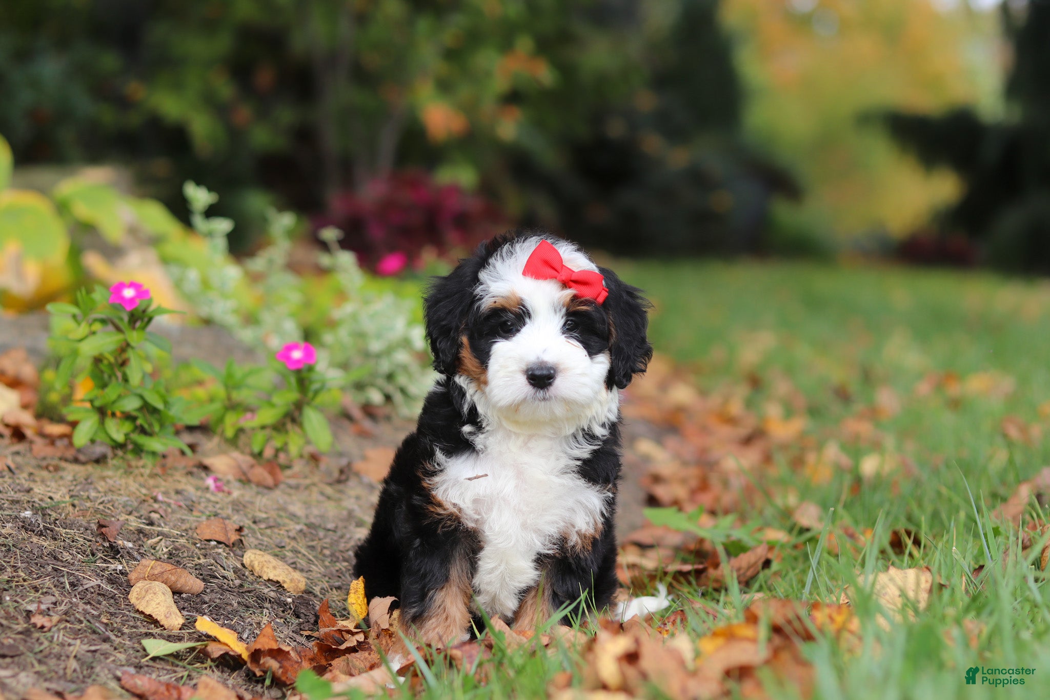Mini Bernedoodle dogs Miley - Ad 1