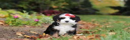 Mini Bernedoodle dogs for sale: Miley - Ad 1