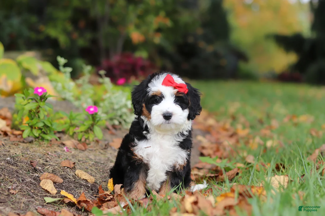Mini Bernedoodle dogs for sale: Miley - Ad 1