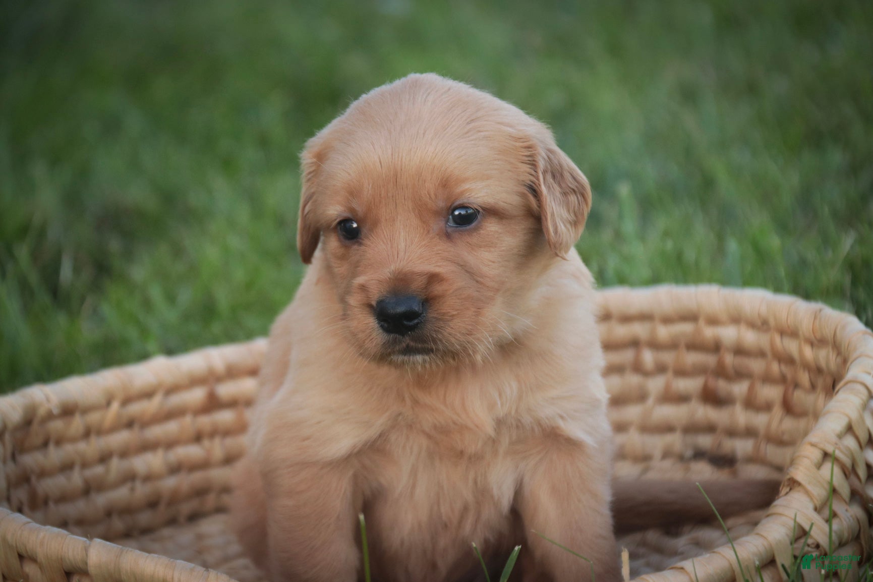 Golden Retriever dogs Jo Golden Retriever  - Ad 1