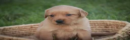 Golden Retriever dogs for sale: Jo Golden Retriever  - Ad 1
