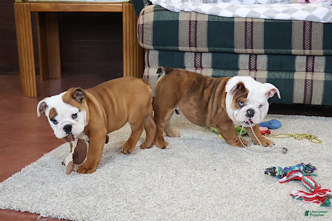 English Bulldog dogs for sale: English Bulldog Puppy 3 - Ad 6