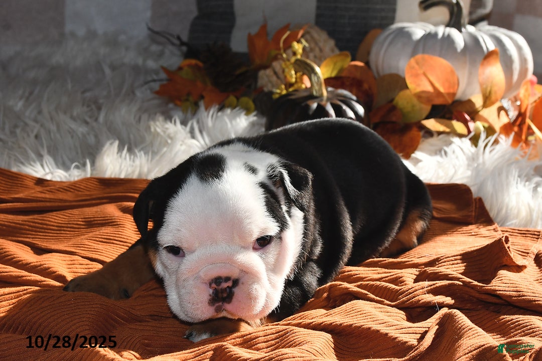 Olde English Bulldogge dogs for sale: Lena - Ad 11