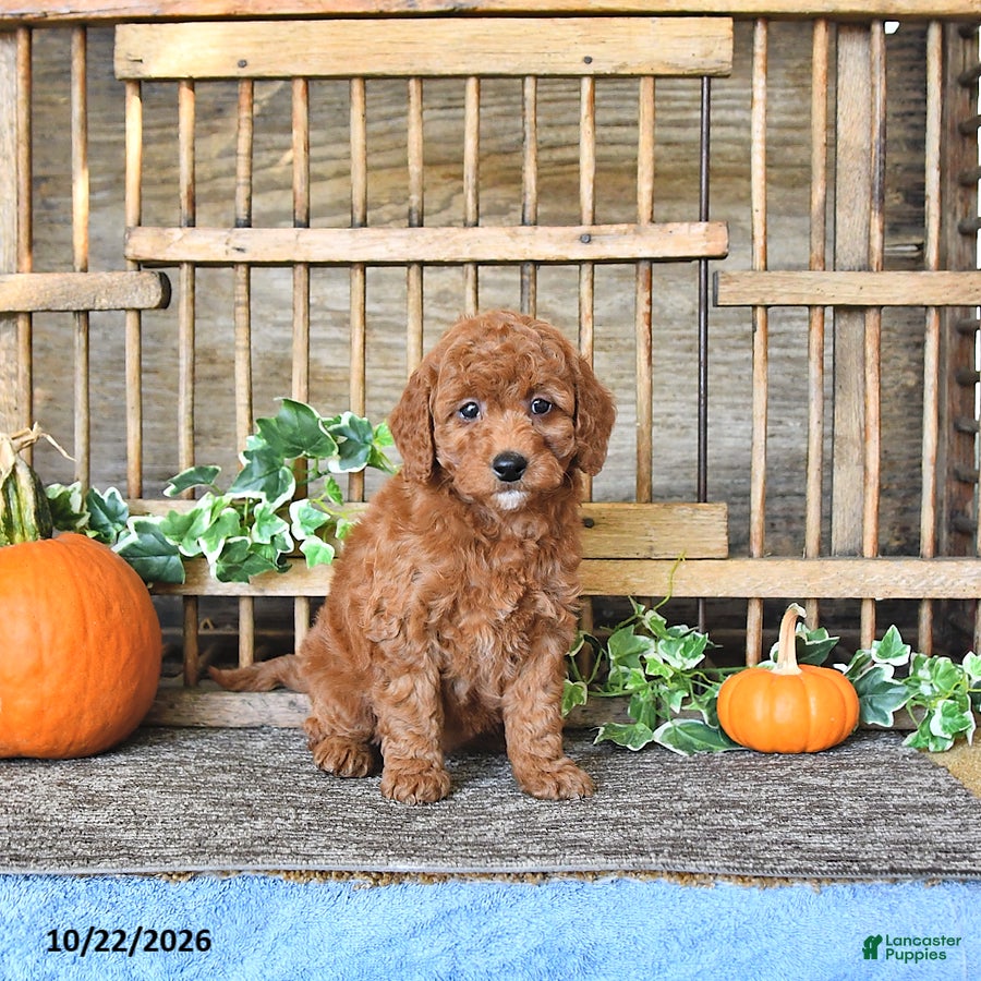 Mini Goldendoodle dogs for sale: Beverly - Ad 2