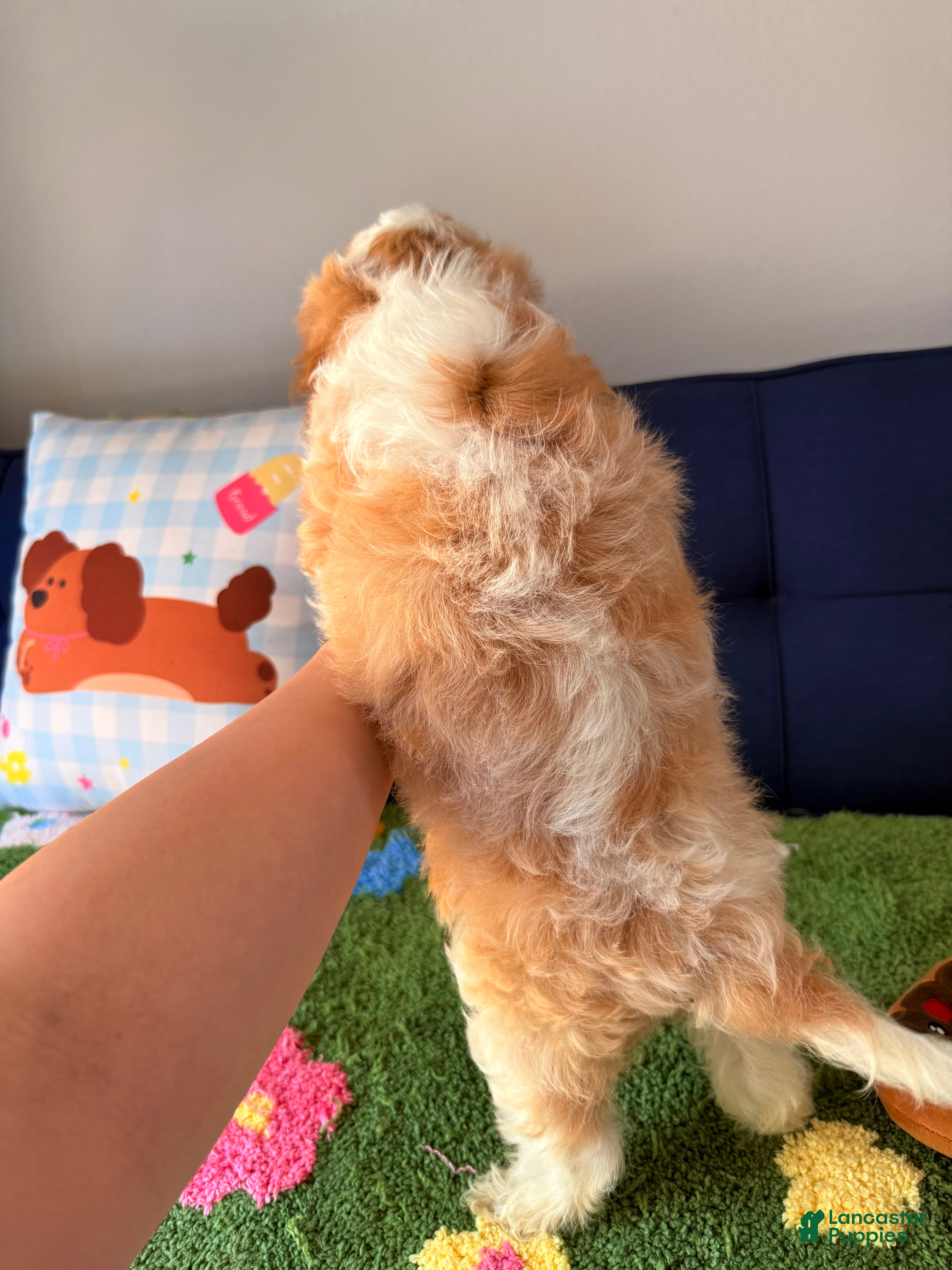 Cavapoo dogs Cavapoo Puppy 3 - Ad 2