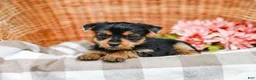 Yorkshire Terrier dogs for sale: Marley - Ad 5